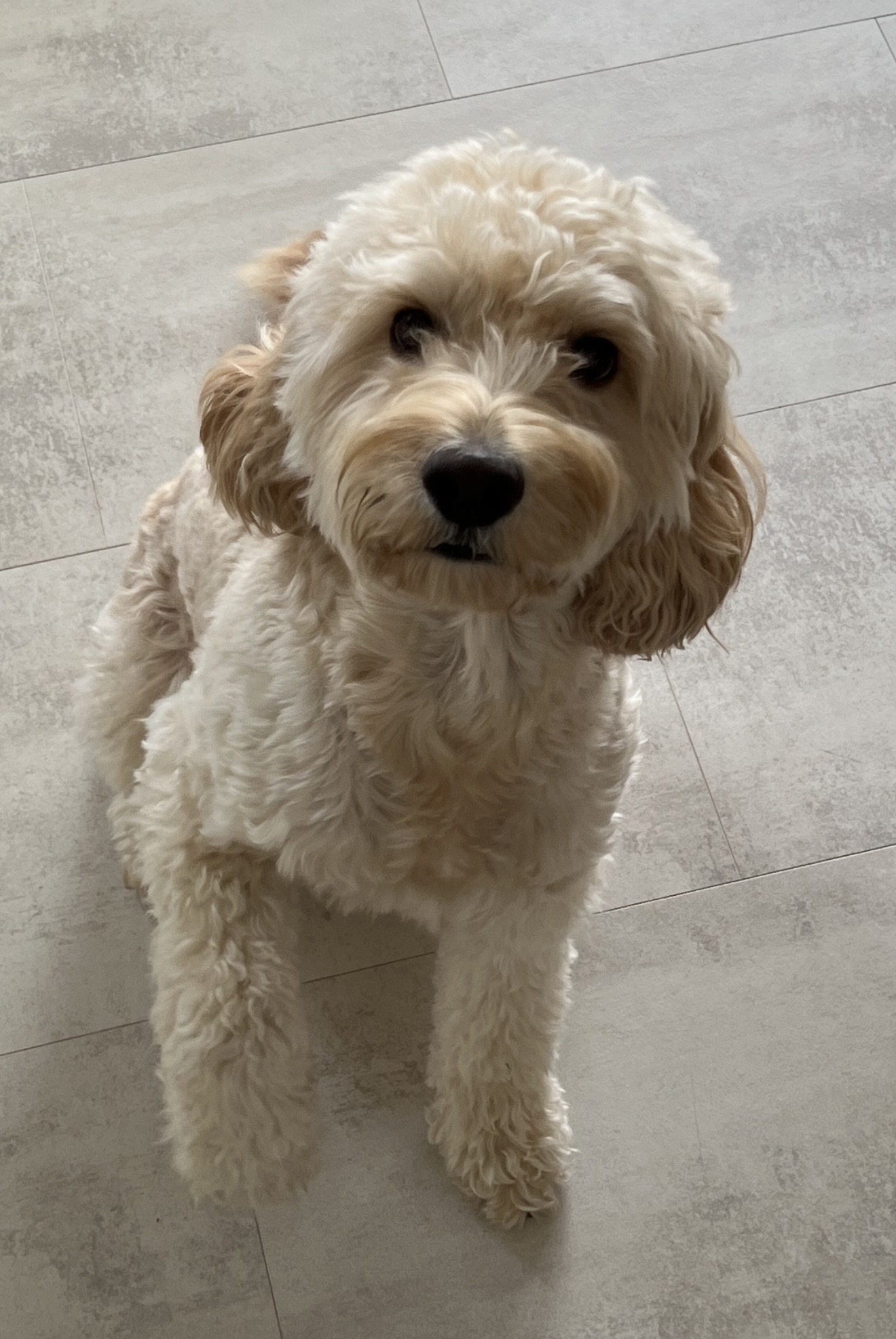 Original pet photo